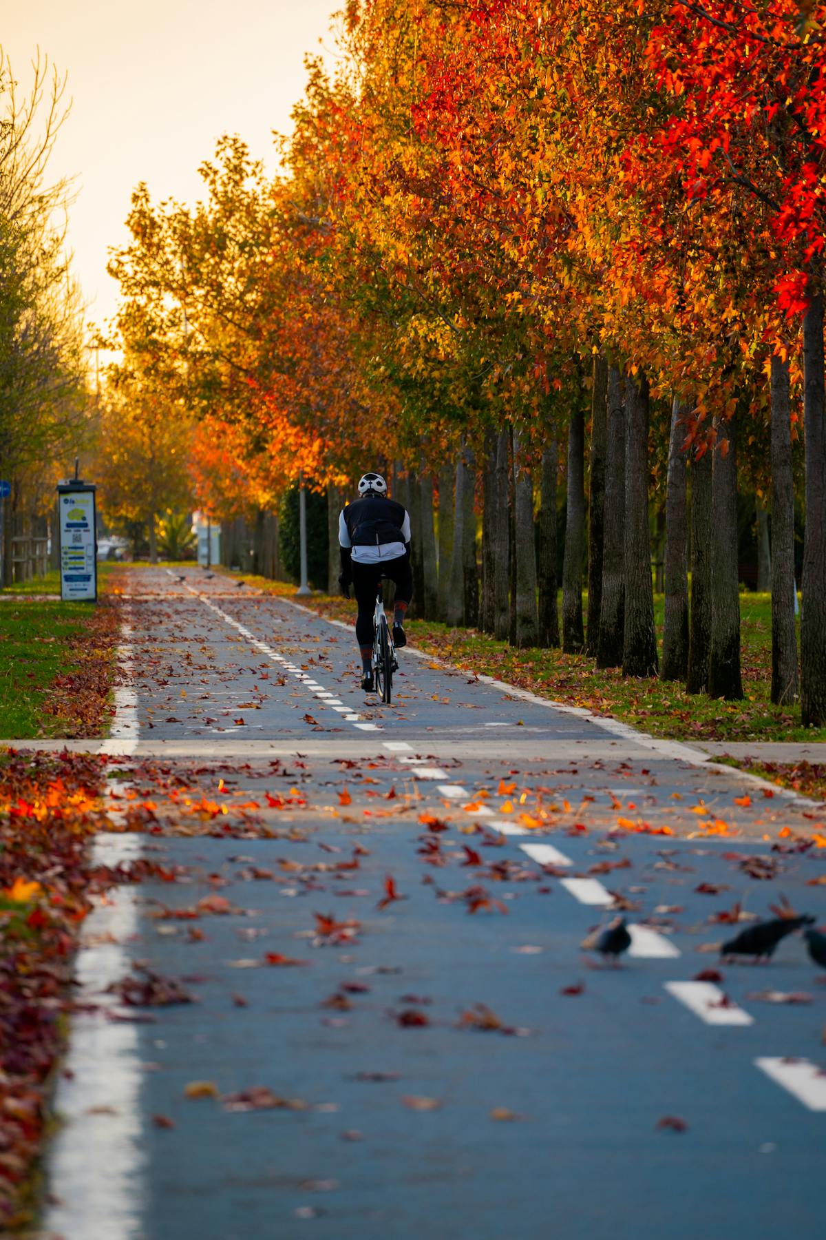 Cyclist riding through a tree-lined path at sunset.